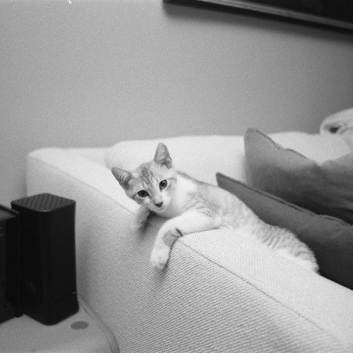 Adventures In Orange County California Kitty-Sitting photo 3