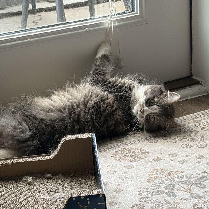 Experienced And Loving Cat Momma