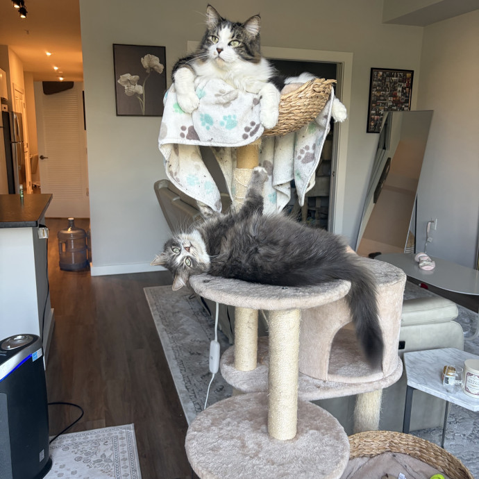 Experienced And Loving Cat Momma