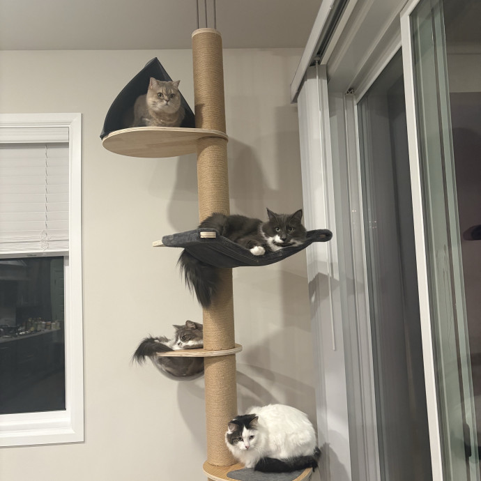 Cat Mom Of 4  Caring  Attentive photo 3