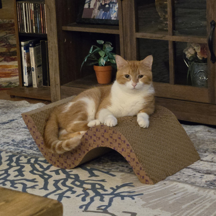 Lifelong Cat Care  Injection Proficient