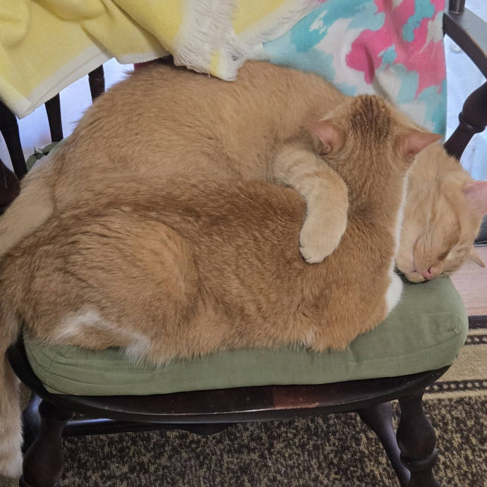 Lifelong Cat Care  Injection Proficient photo 2
