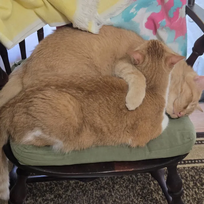 Lifelong Cat Care  Injection Proficient photo 2