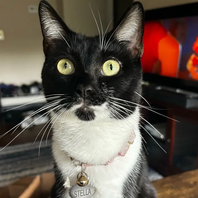 Warm Attentive Cat Sitter