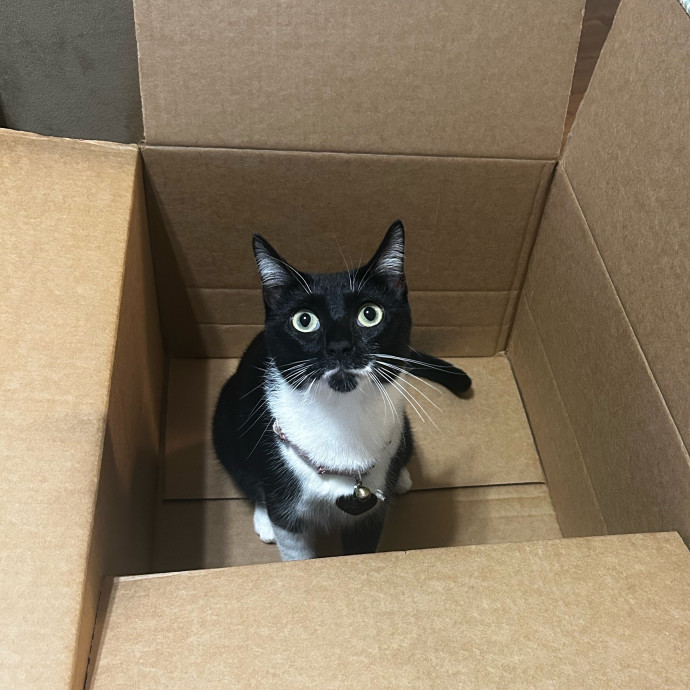 Warm Attentive Cat Sitter