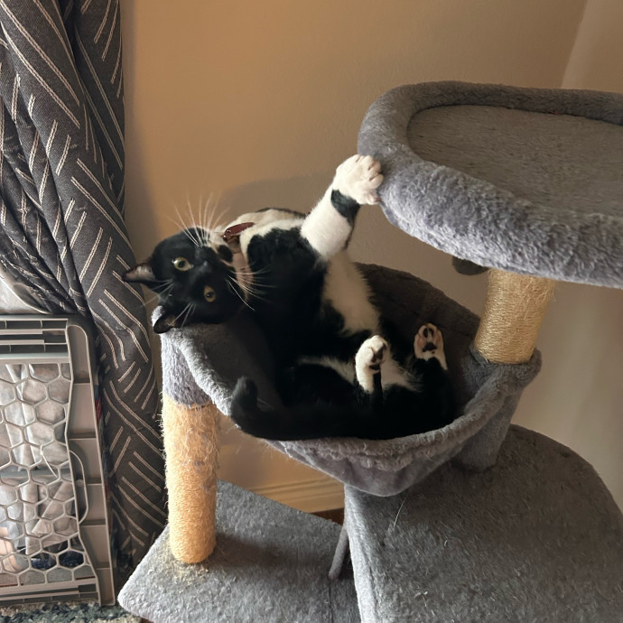 Warm Attentive Cat Sitter