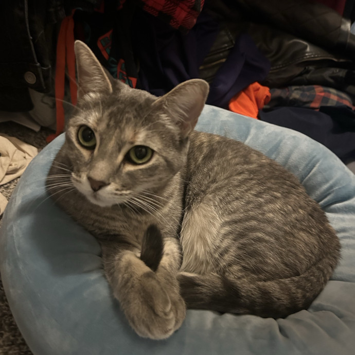 Warm Attentive Cat Sitter