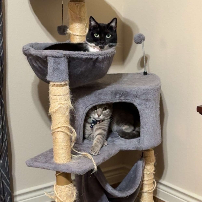 Warm Attentive Cat Sitter