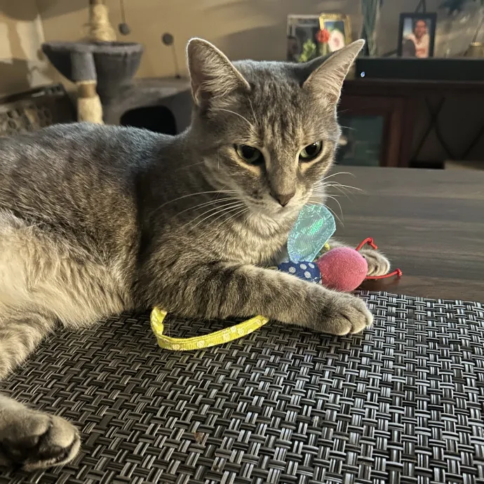 Warm Attentive Cat Sitter photo 3