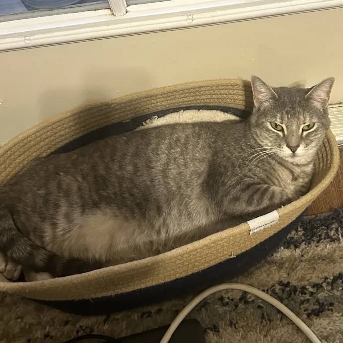 Warm Attentive Cat Sitter photo 2