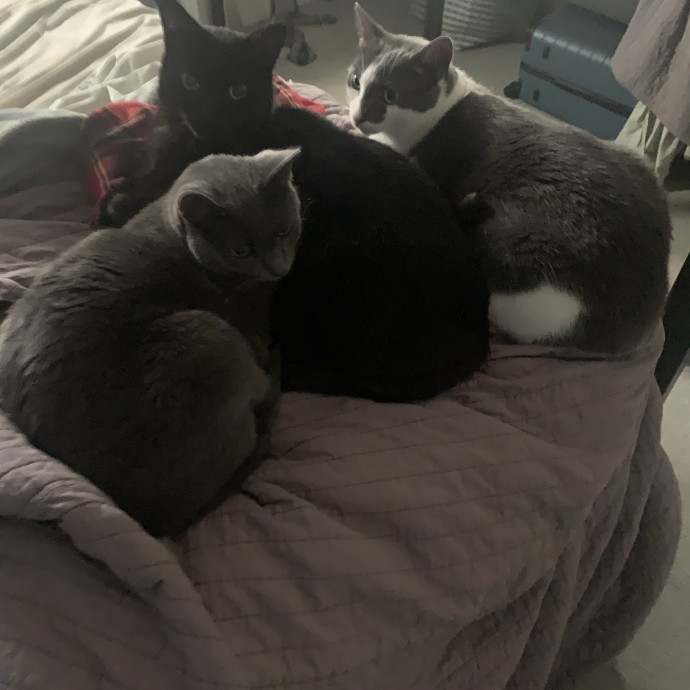 Lifelong Trusted Cat Lover photo 2