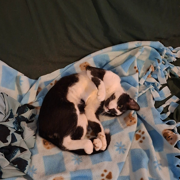 Software Engineer And Cat Fan photo 3