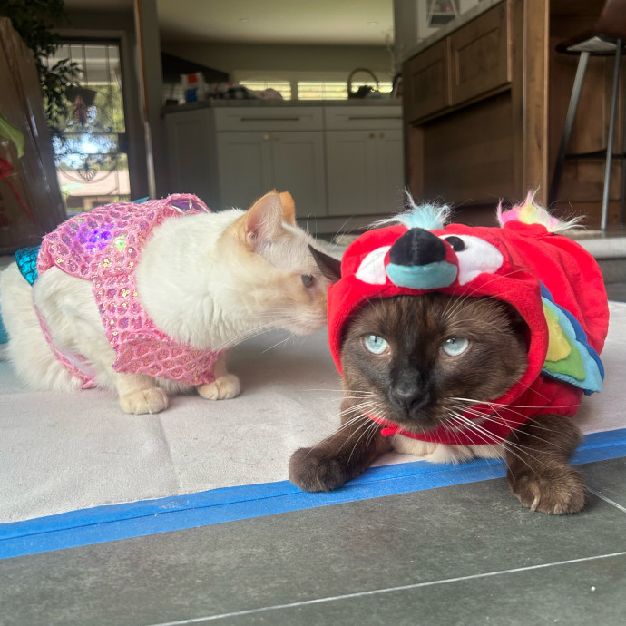 Loving Cat Sitter