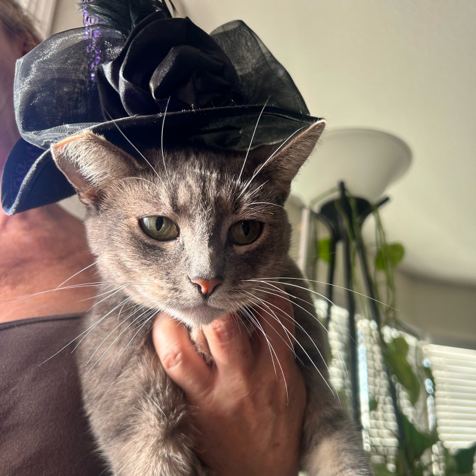 Loving Cat Sitter