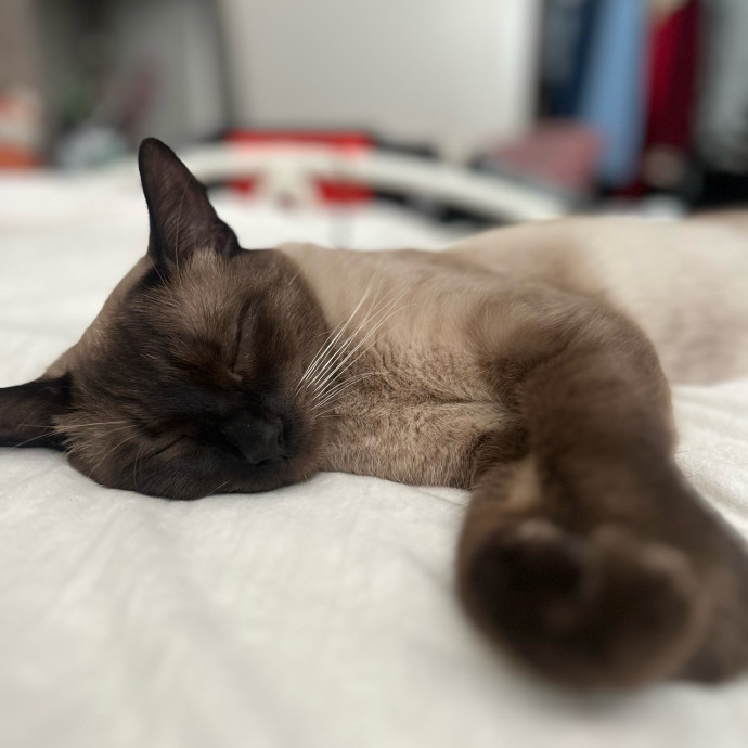 Loving Cat Sitter