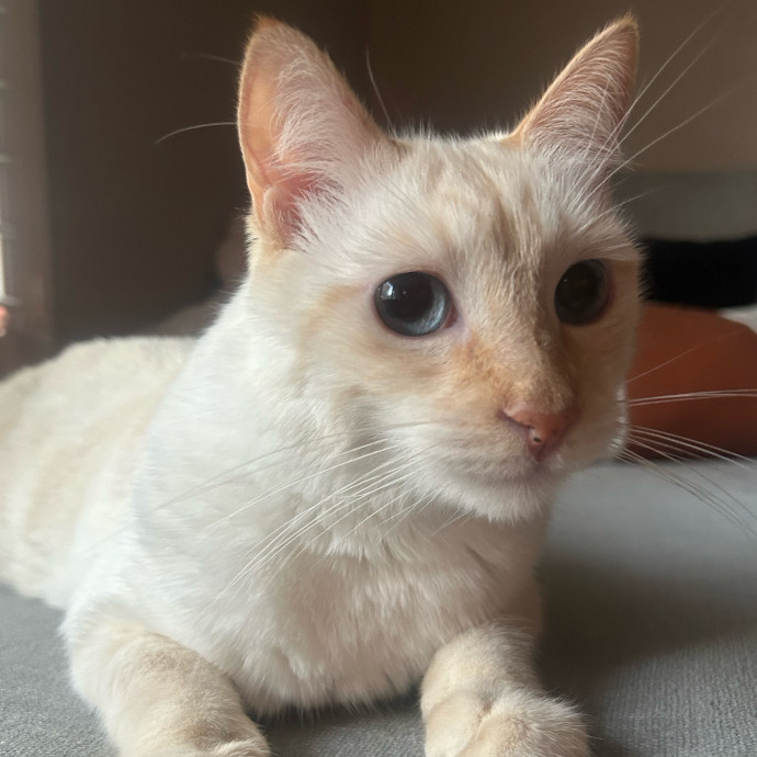 Loving Cat Sitter