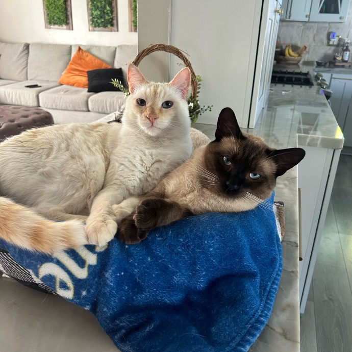 Loving Cat Sitter
