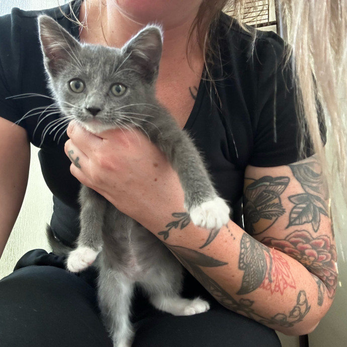 Loving Cat Sitter