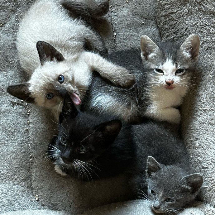Loving Cat Sitter