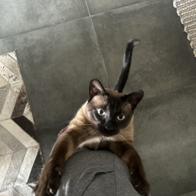 Loving Cat Sitter photo 3