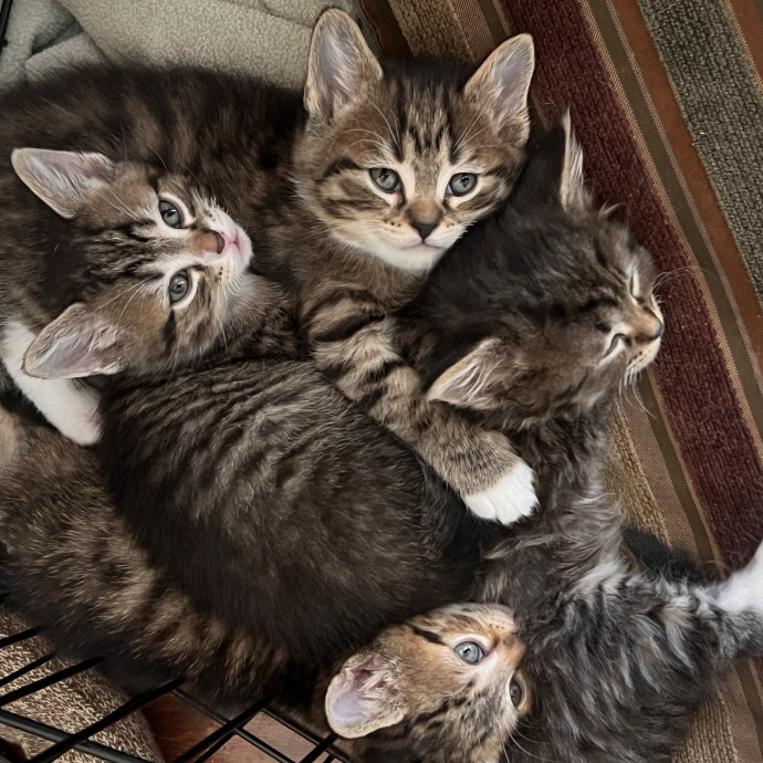 Purrfect Kitty Care