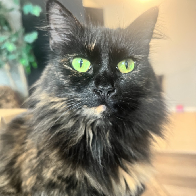 Purrfect Kitty Care