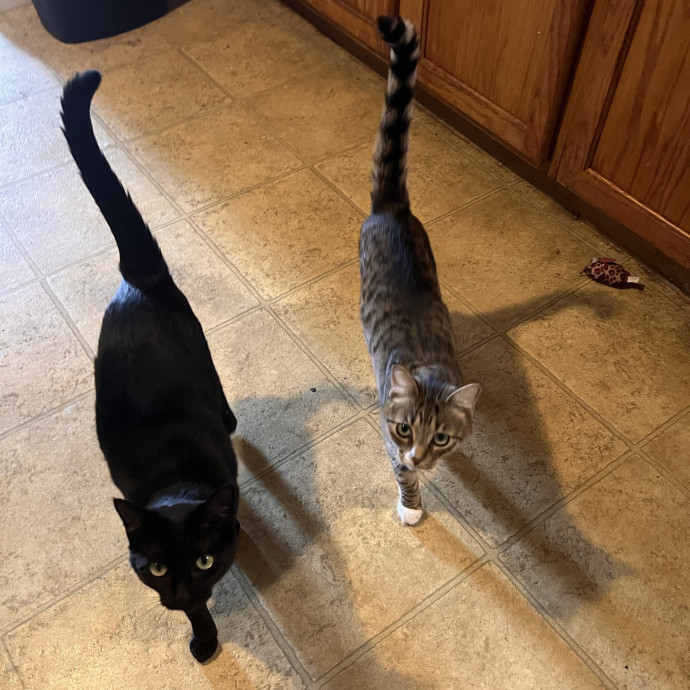 Purrfect Kitty Care