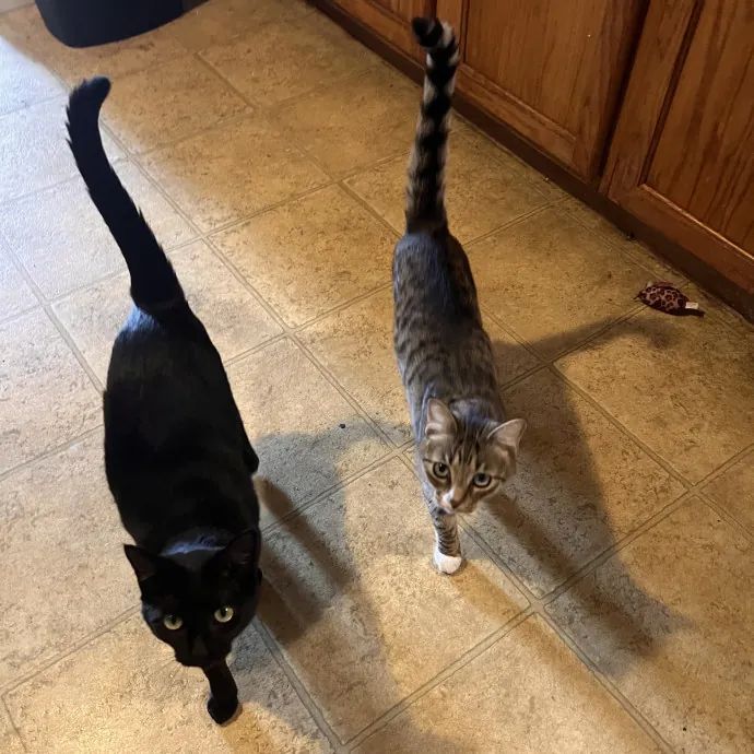 Purrfect Kitty Care photo 4