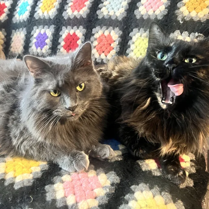 Purrfect Kitty Care photo 2