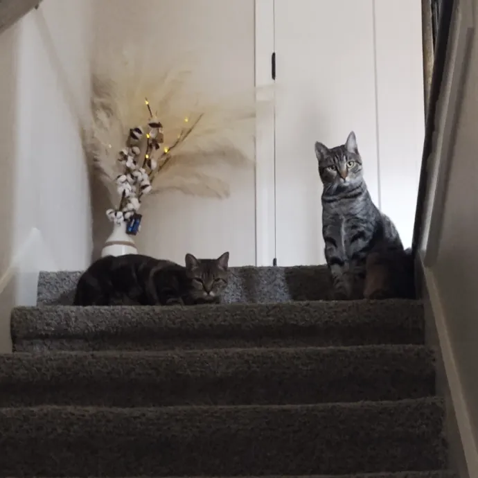 Lora's Kitty Care photo 4