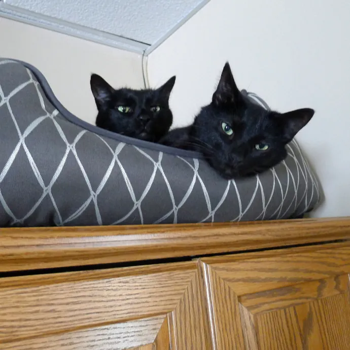 Lora's Kitty Care photo 3