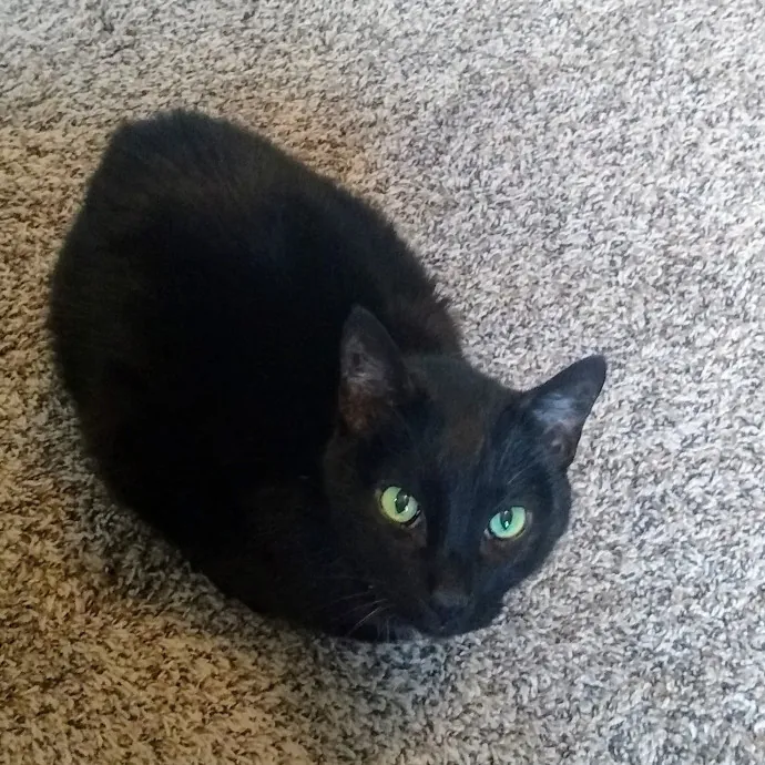 Lora's Kitty Care photo 2