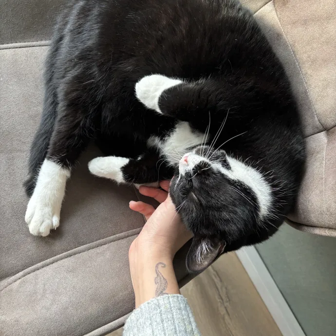 Your Fur Baby's New Best Friend