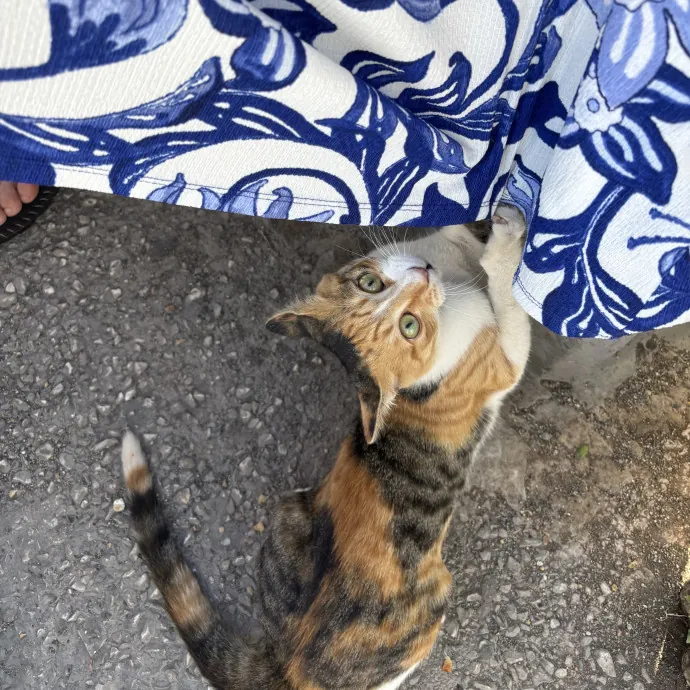 Your Fur Baby's New Best Friend