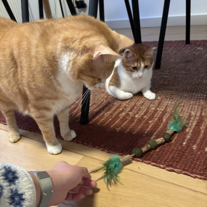 Your Fur Baby's New Best Friend