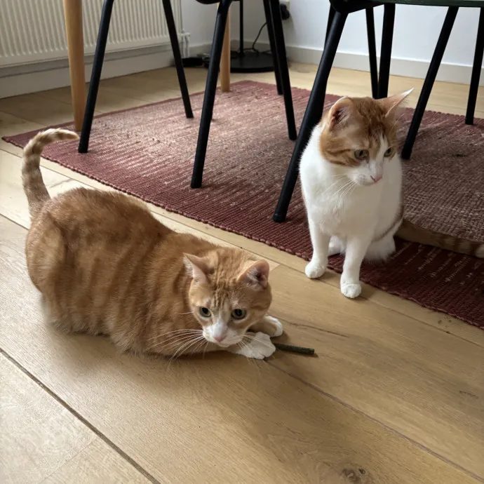Your Fur Baby's New Best Friend