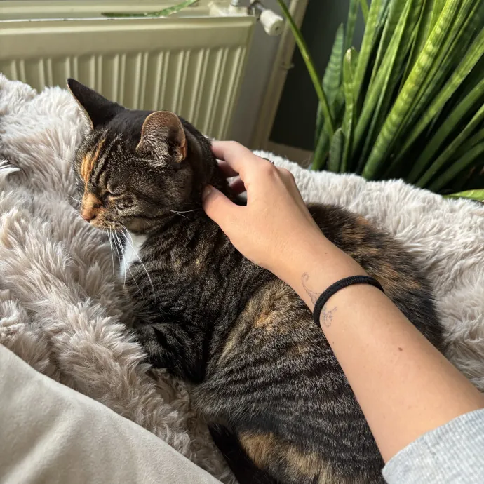 Your Fur Baby's New Best Friend
