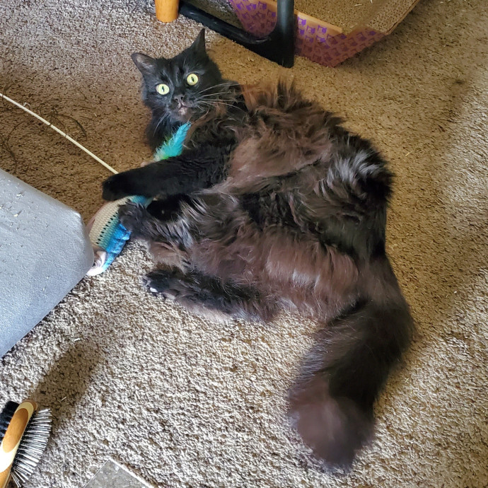 Ellery's Purrfect Cat Sitting In Wichita photo 2