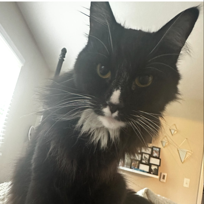 Your Fur Babies Are Family Here