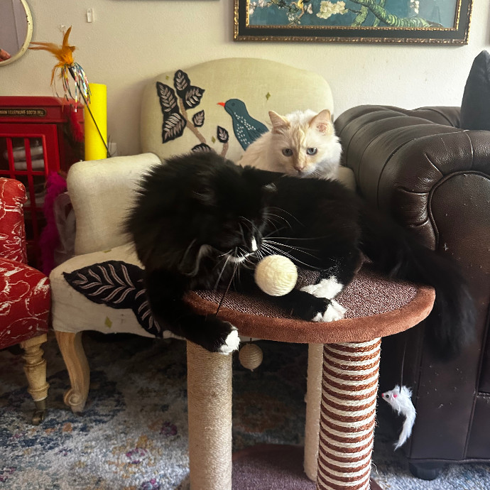 Your Fur Babies Are Family Here