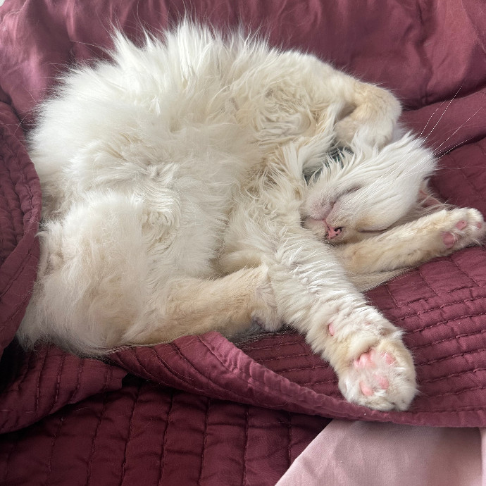Your Fur Babies Are Family Here photo 3