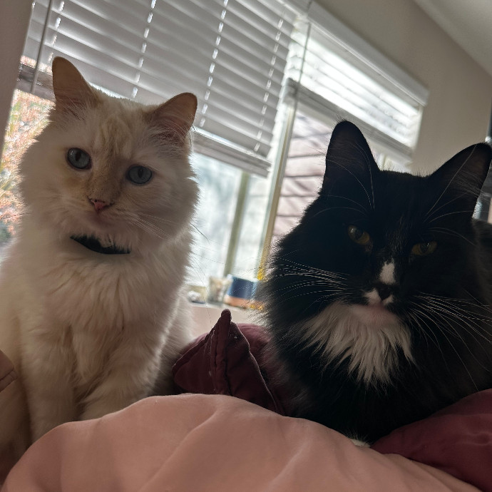 Your Fur Babies Are Family Here photo 2