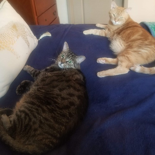 Cat Lover photo 3