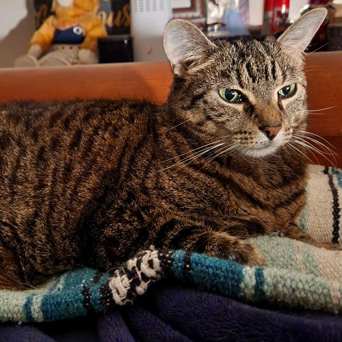 Cat Lover photo 2
