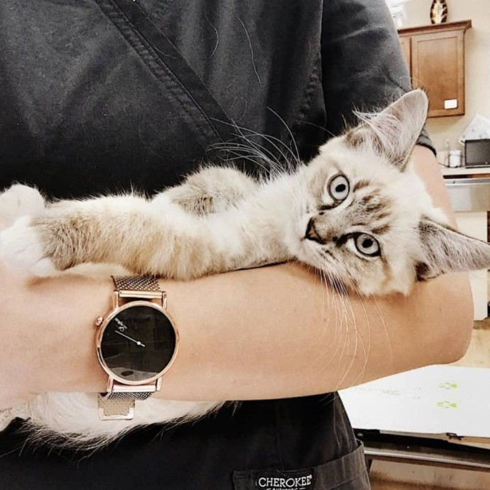 Vet Professional And Cat-Sitter