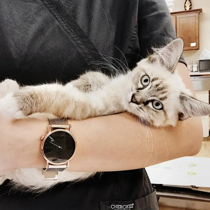 Vet Professional And Cat-Sitter