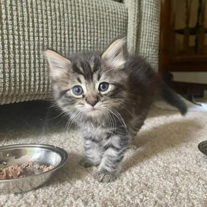 Vet Professional And Cat-Sitter