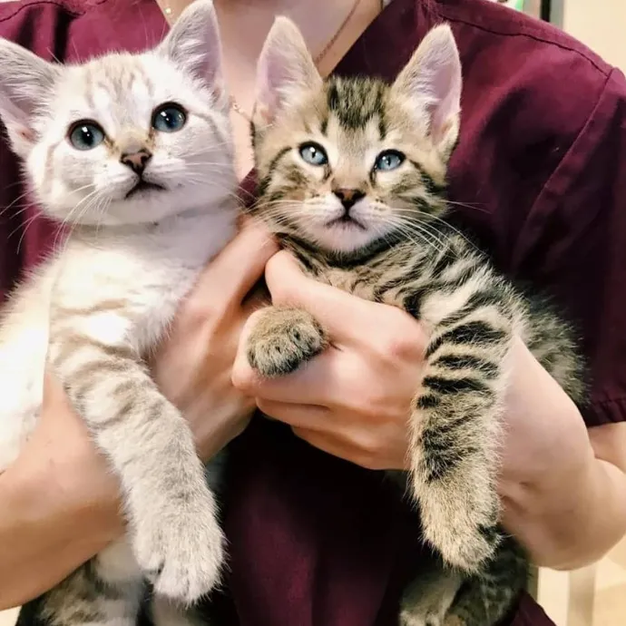 Vet Professional And Cat-Sitter
