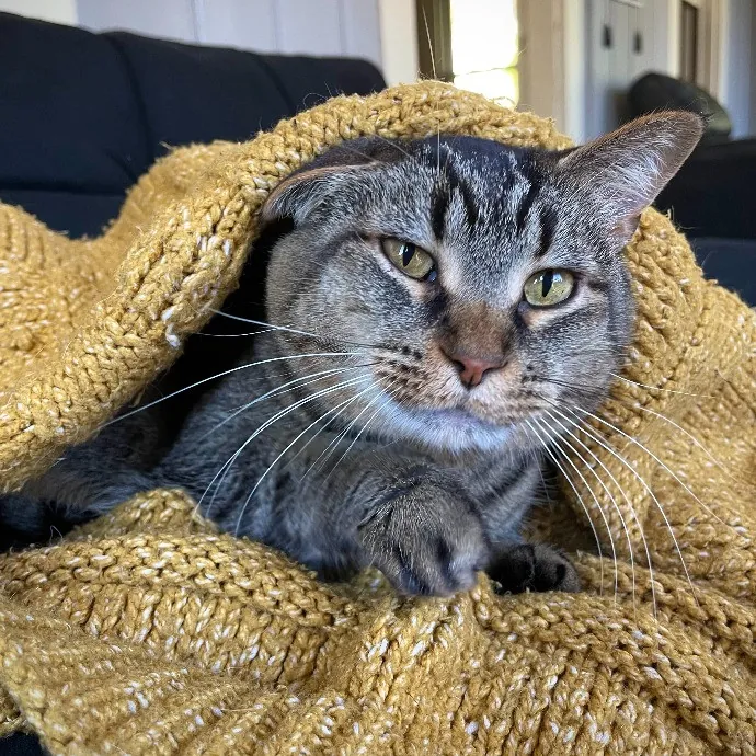 Vet Professional And Cat-Sitter