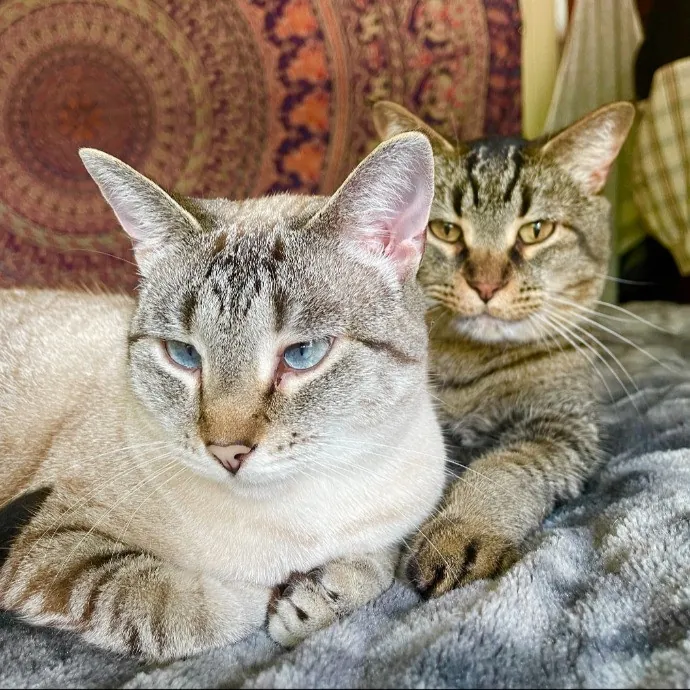 Vet Professional And Cat-Sitter